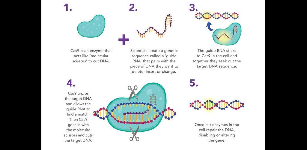 crispr