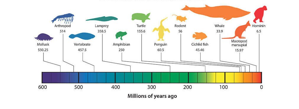 fossils