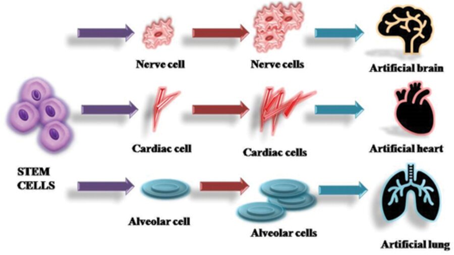 organ regeneration